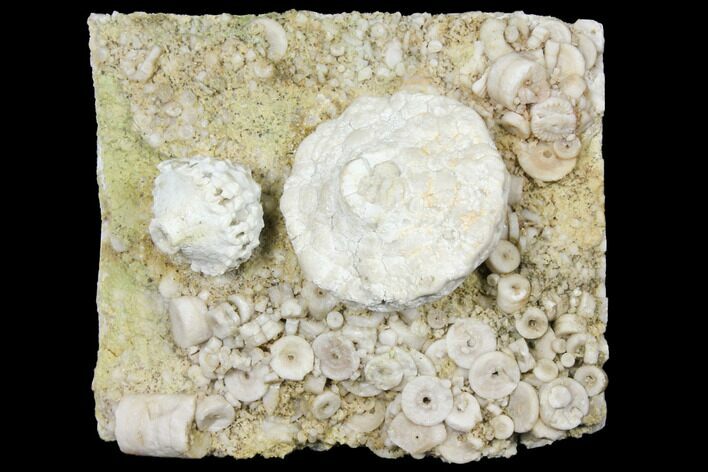 Fossil Crinoid (Eutrochocrinus & Eretmocrinus) Calyxes - Missouri #130280